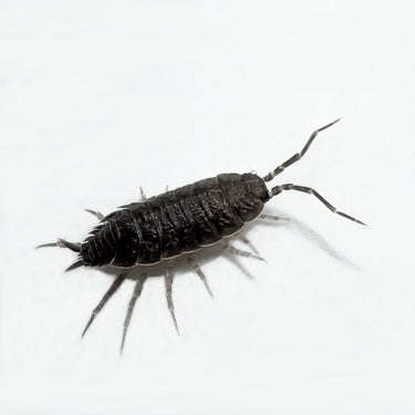 Porcellionides Pruinosus